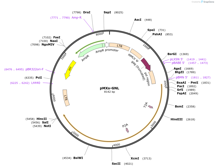 188232-plasmid-map-sequence-id-375043