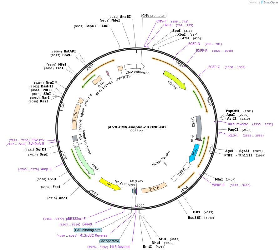 189733-plasmid-map-sequence-id-375047