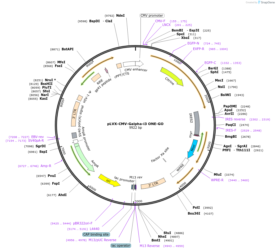 189737-plasmid-map-sequence-id-375052
