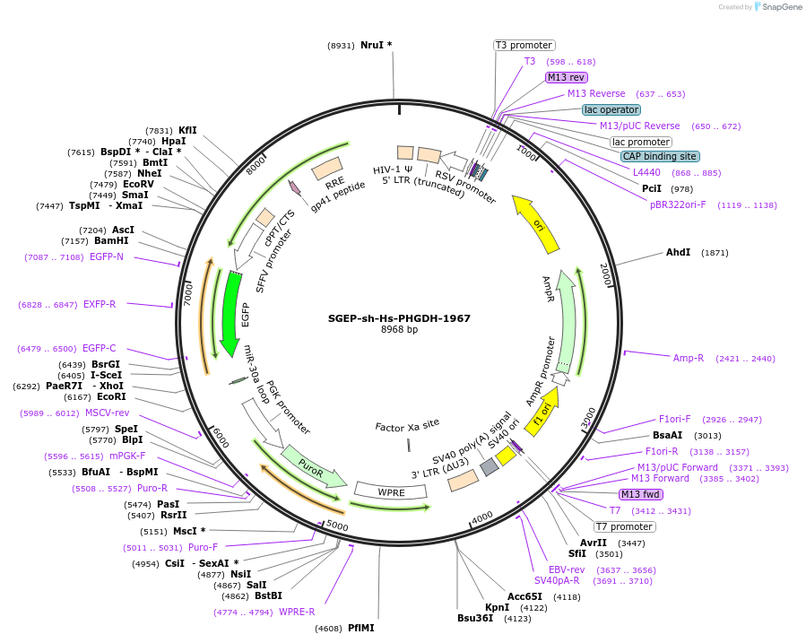 188672-plasmid-map-sequence-id-375054