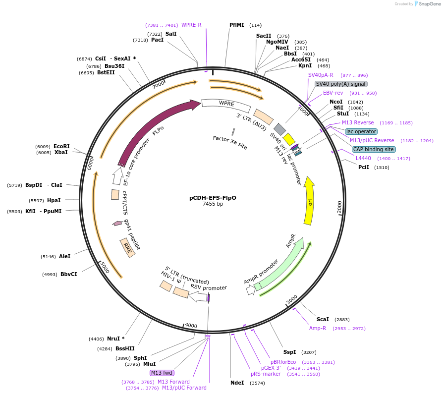 191509-plasmid-map-sequence-id-375060