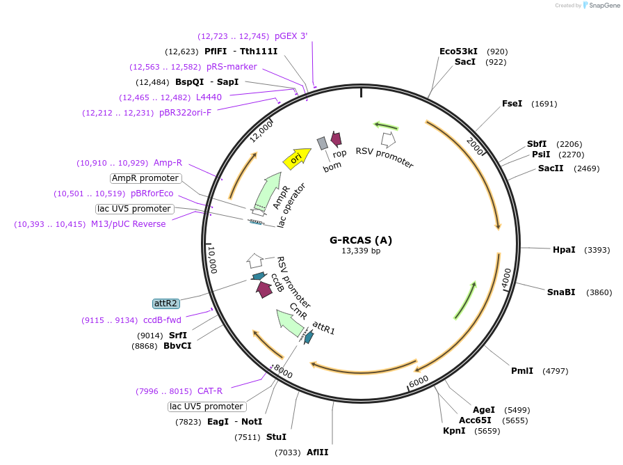 15182-plasmid-map-sequence-id-375065