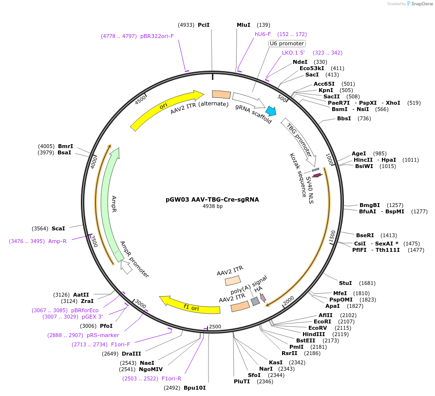 192163-plasmid-map-sequence-id-375074
