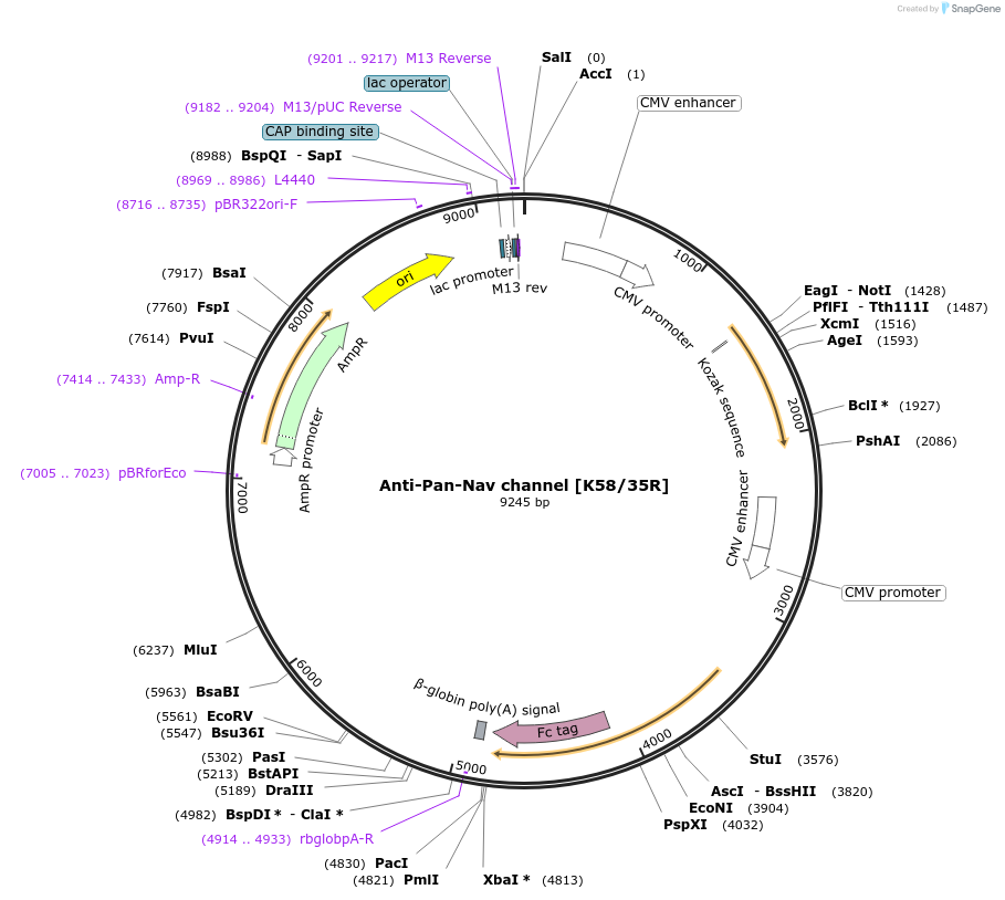128623-plasmid-map-sequence-id-375084