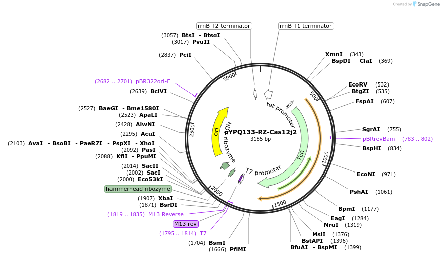 189784-plasmid-map-sequence-id-375104