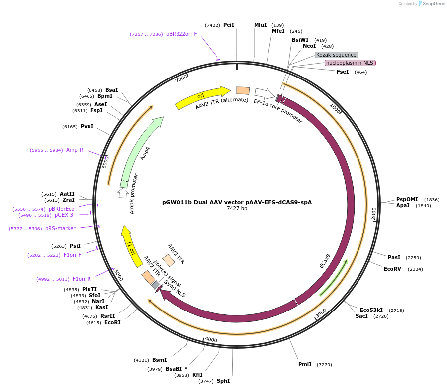 192160-plasmid-map-sequence-id-375110