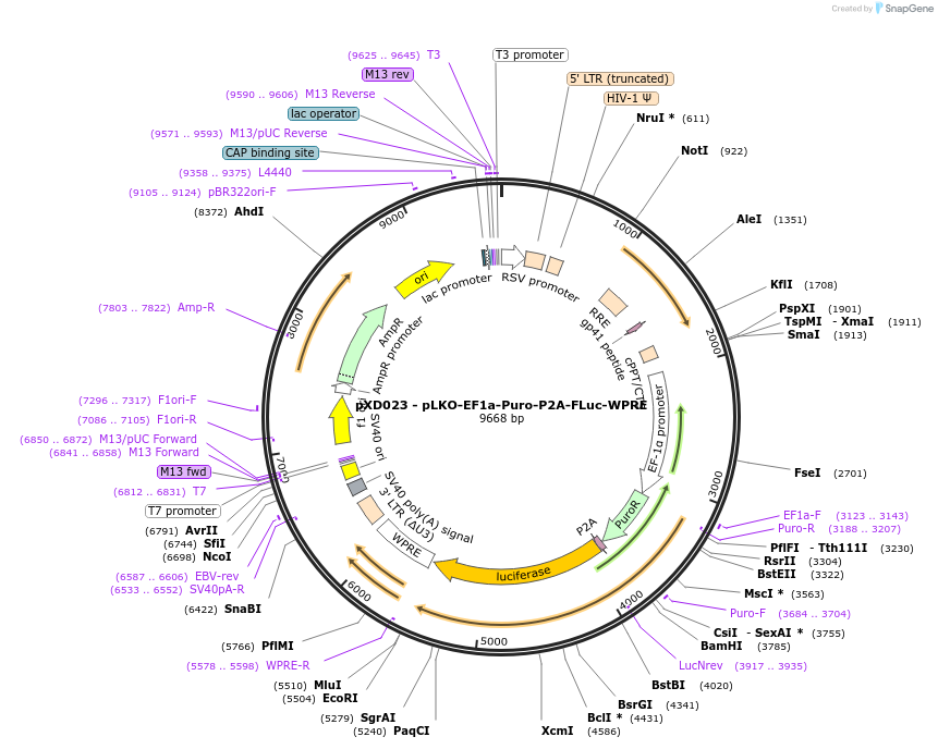 192203-plasmid-map-sequence-id-375119
