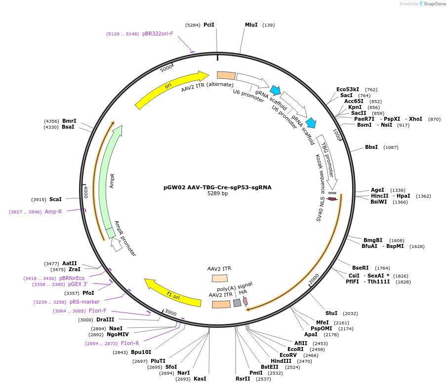 192162-plasmid-map-sequence-id-375128