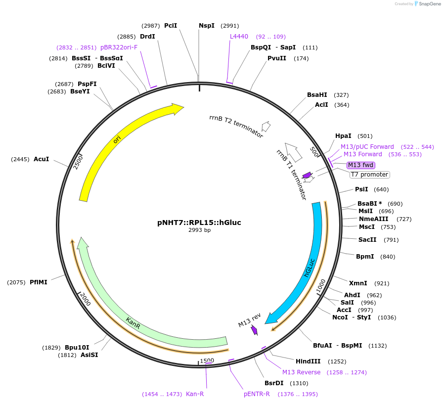 186768-plasmid-map-sequence-id-375137