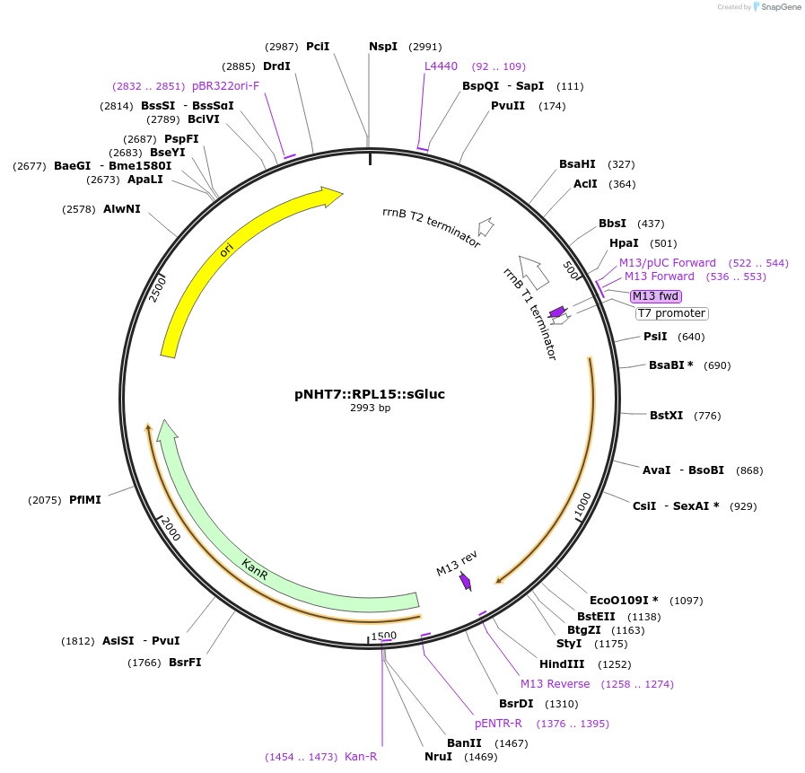 186769-plasmid-map-sequence-id-375138