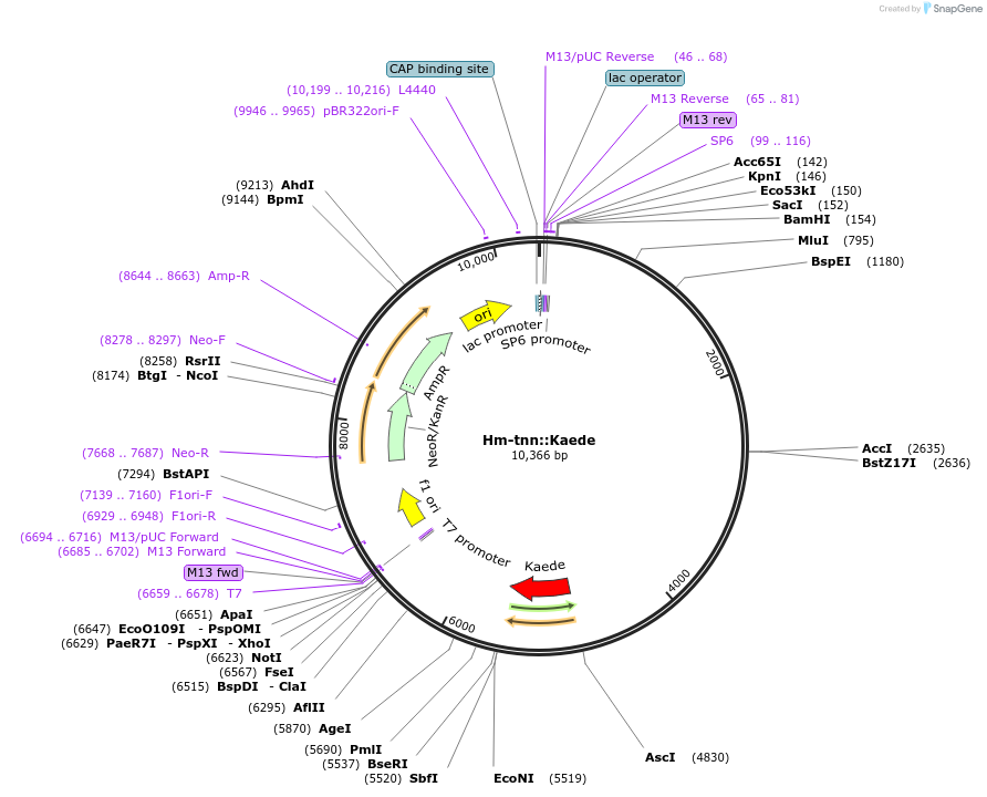 176423-plasmid-map-sequence-id-375143