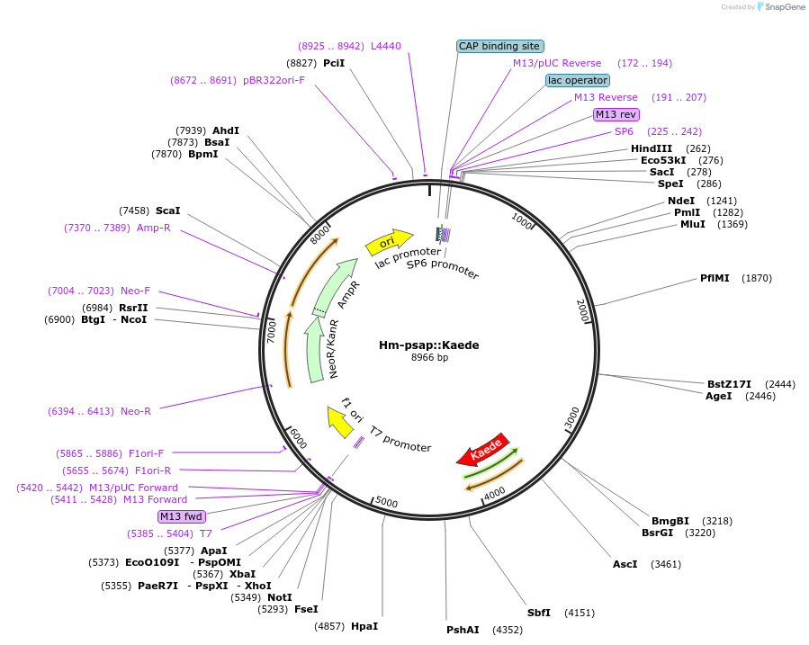 176427-plasmid-map-sequence-id-375145