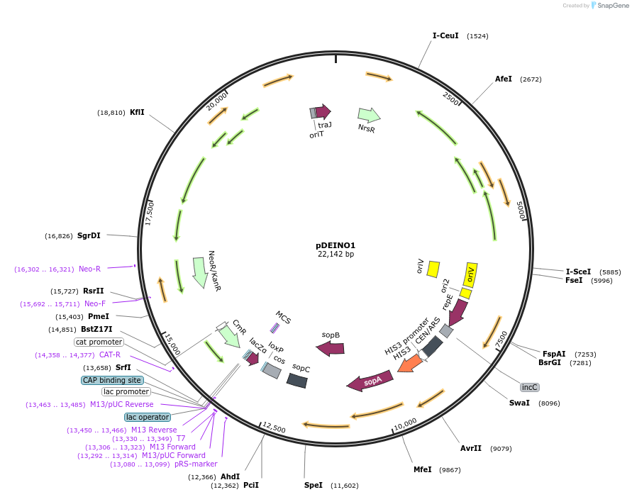 179472-plasmid-map-sequence-id-375147