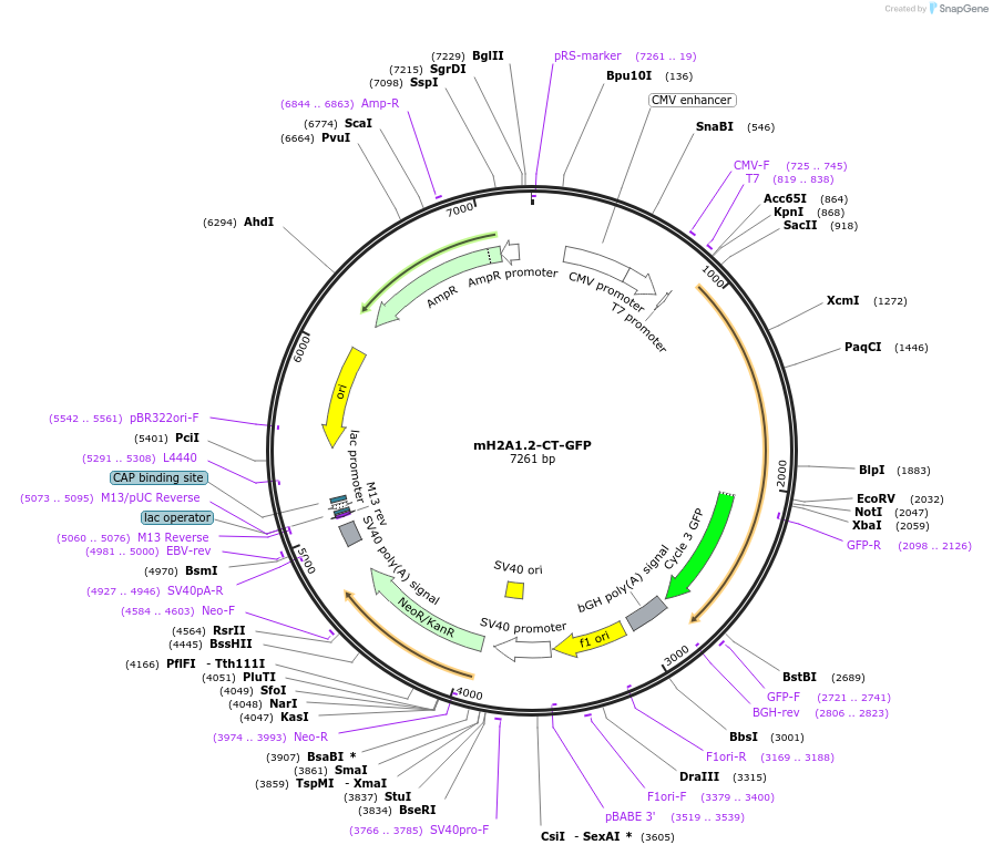 45169-plasmid-map-sequence-id-375154