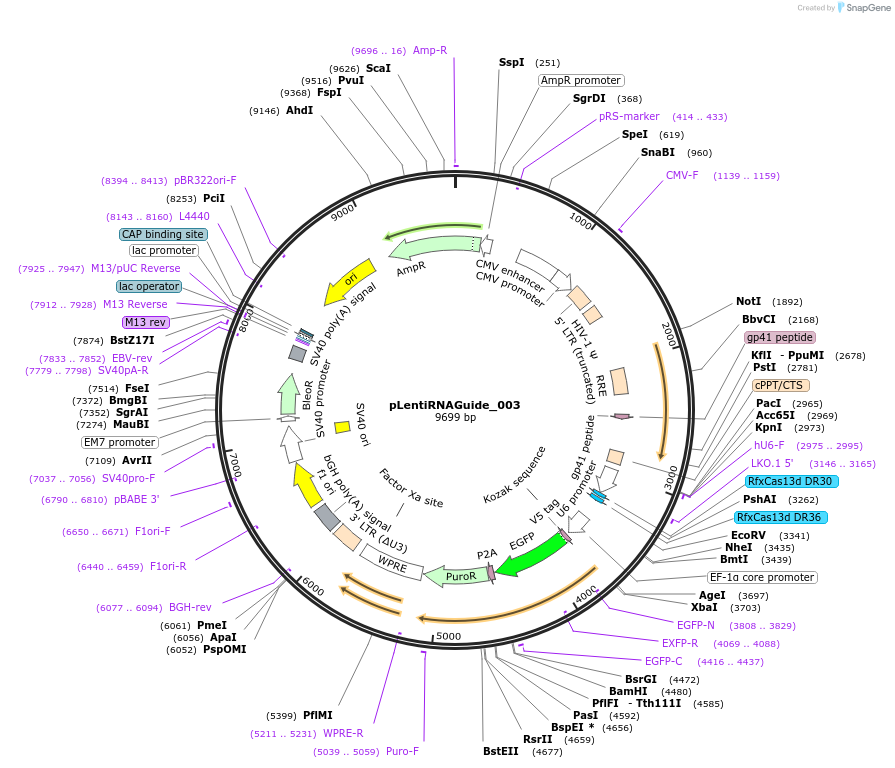 192505-plasmid-map-sequence-id-375155