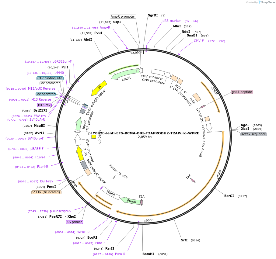 192193-plasmid-map-sequence-id-375162
