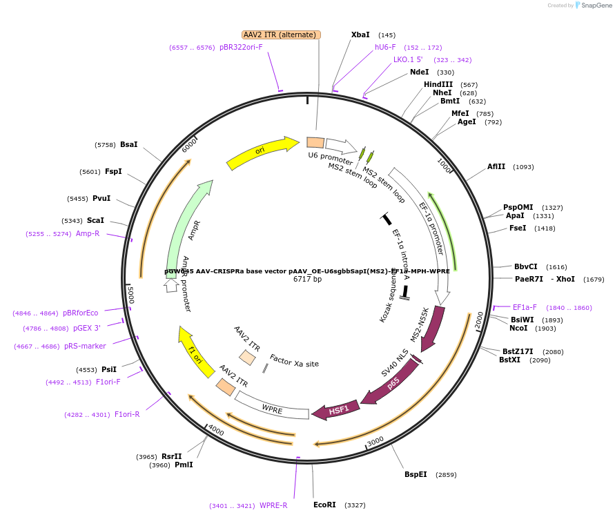 192161-plasmid-map-sequence-id-375163