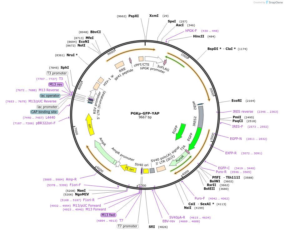 174172-plasmid-map-sequence-id-375165
