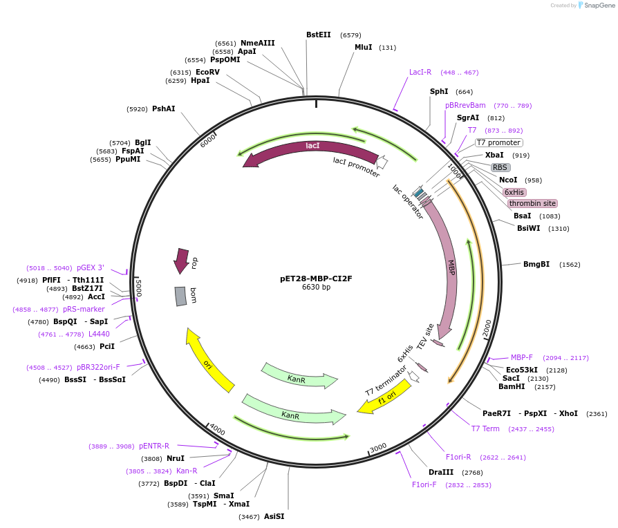 191254-plasmid-map-sequence-id-375171