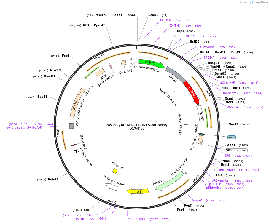 190190-plasmid-map-sequence-id-375199
