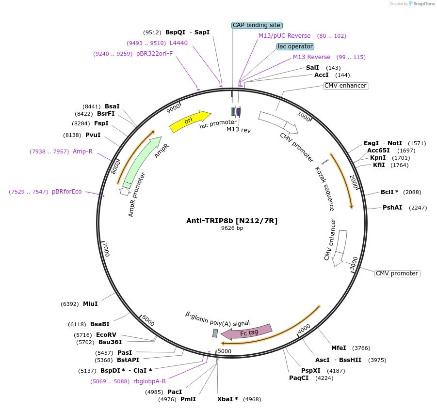 164154-plasmid-map-sequence-id-375203