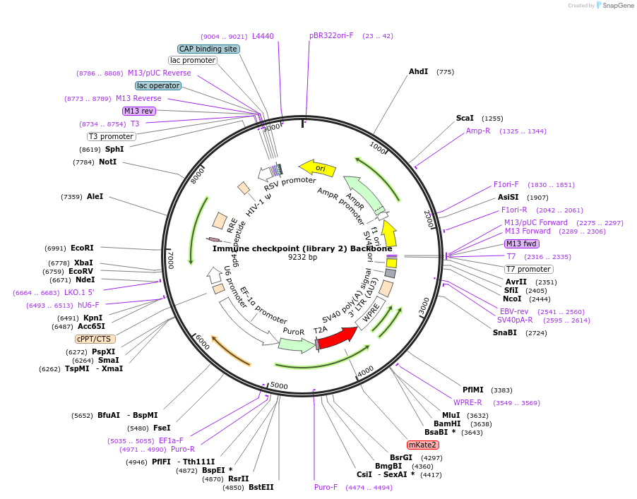 192363-plasmid-map-sequence-id-375206