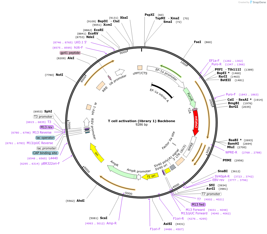 192364-plasmid-map-sequence-id-375207