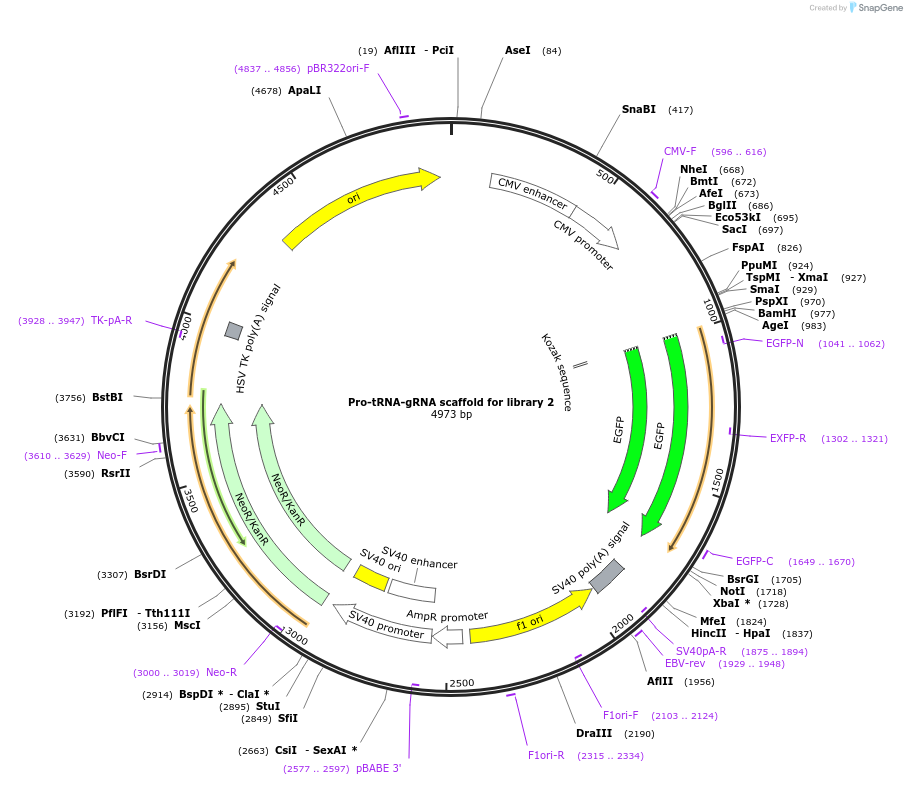 192366-plasmid-map-sequence-id-375209
