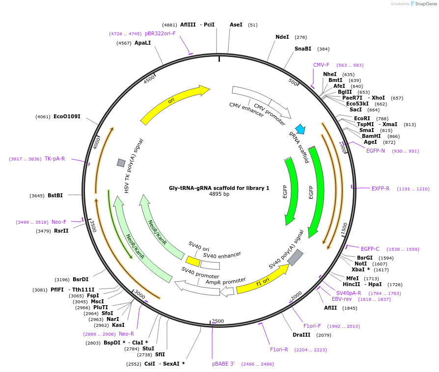 192368-plasmid-map-sequence-id-375212