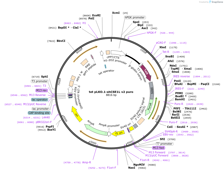 192346-plasmid-map-sequence-id-375213