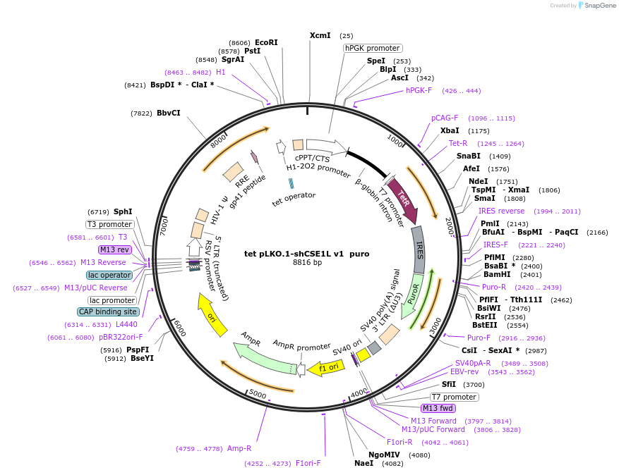 192345-plasmid-map-sequence-id-375222