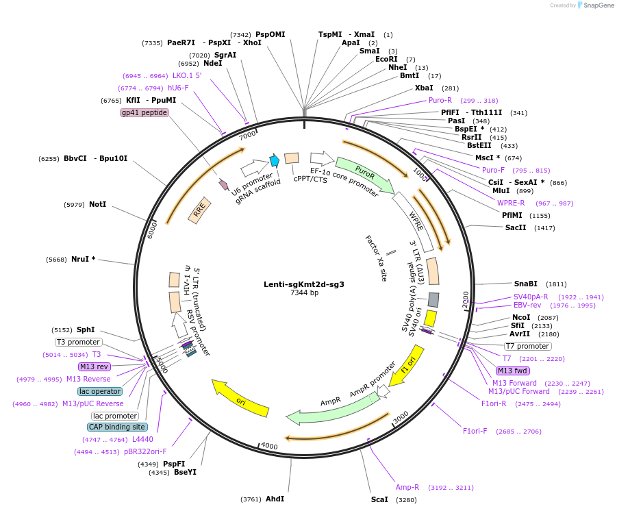 192167-plasmid-map-sequence-id-375229