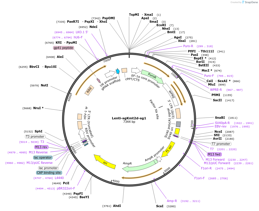 192166-plasmid-map-sequence-id-375230