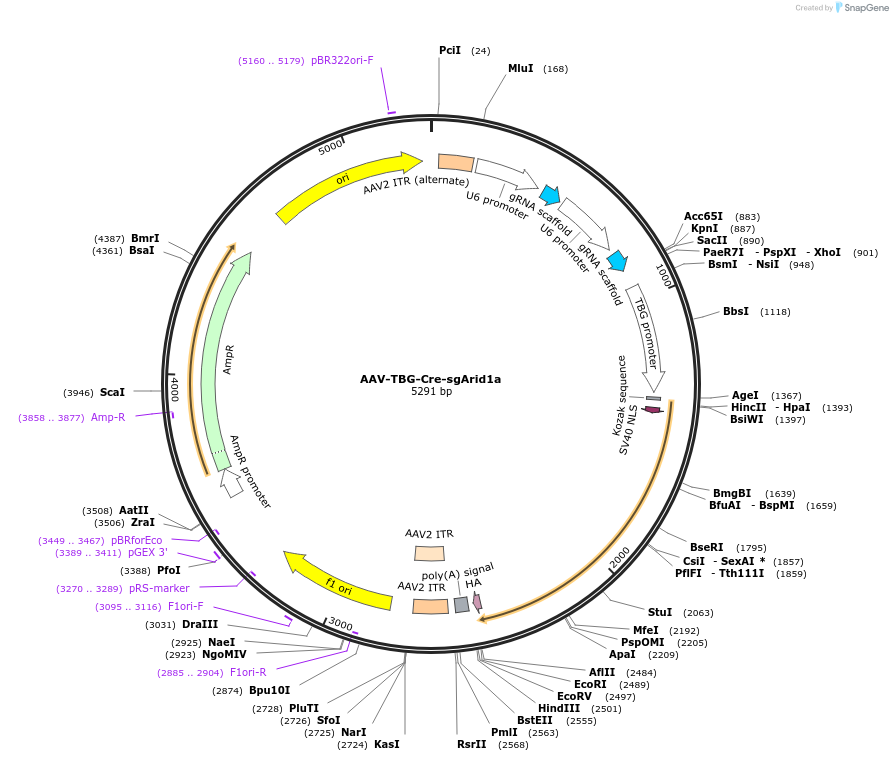 192165-plasmid-map-sequence-id-375231