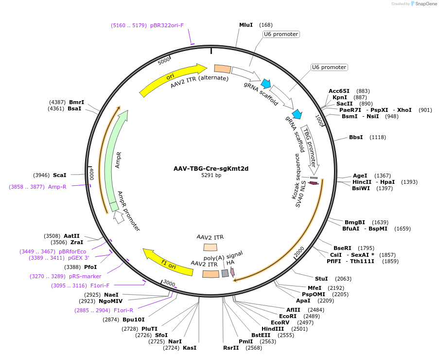 192164-plasmid-map-sequence-id-375232