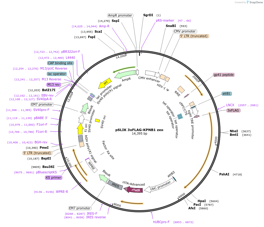 192326-plasmid-map-sequence-id-375233