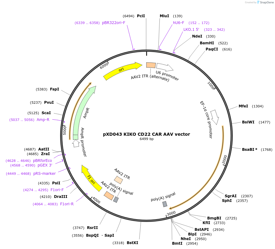 192158-plasmid-map-sequence-id-375238