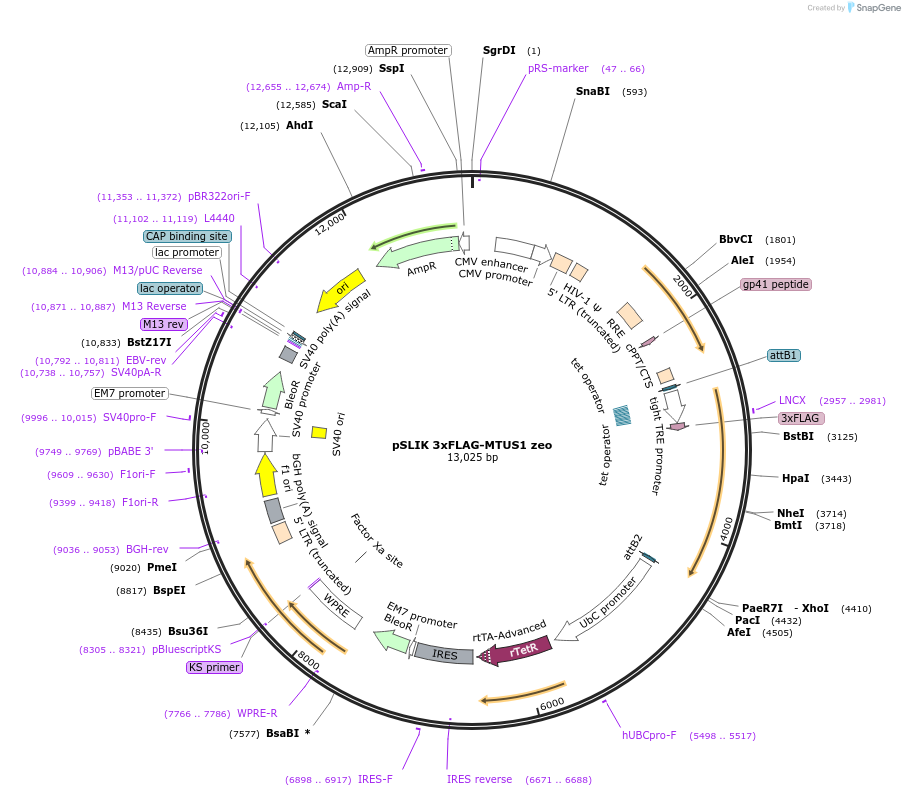 192323-plasmid-map-sequence-id-375240