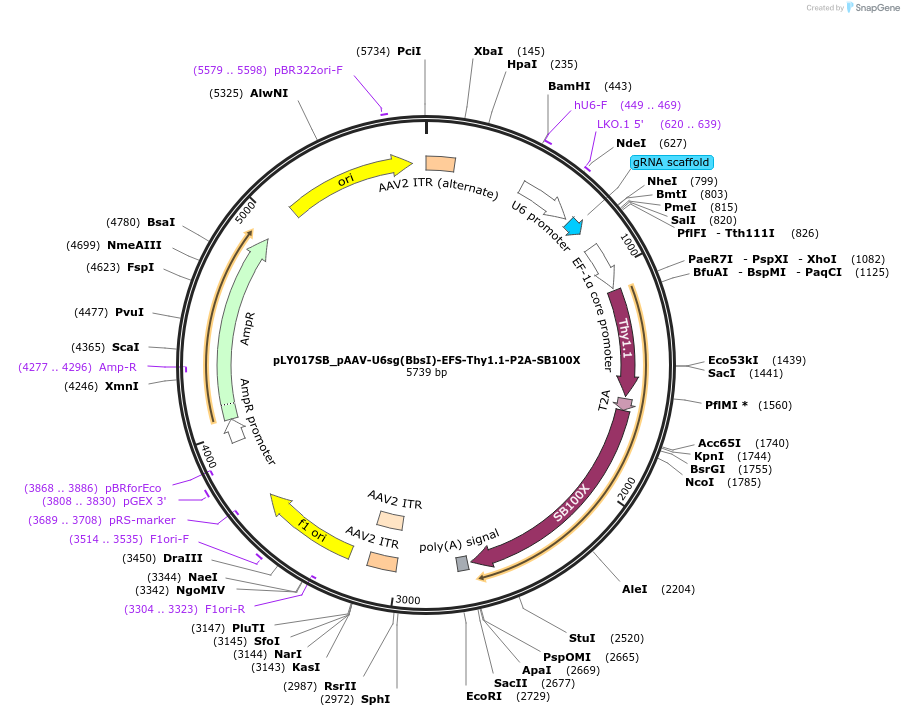 192151-plasmid-map-sequence-id-375249