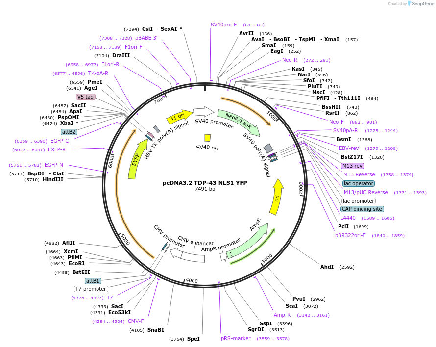 84912-plasmid-map-sequence-id-375251