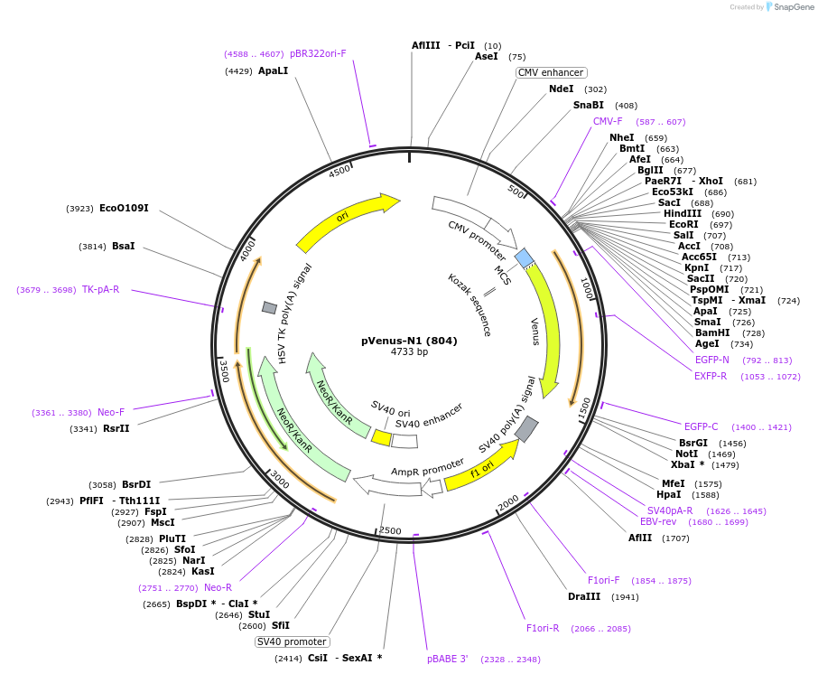 61854-plasmid-map-sequence-id-375257
