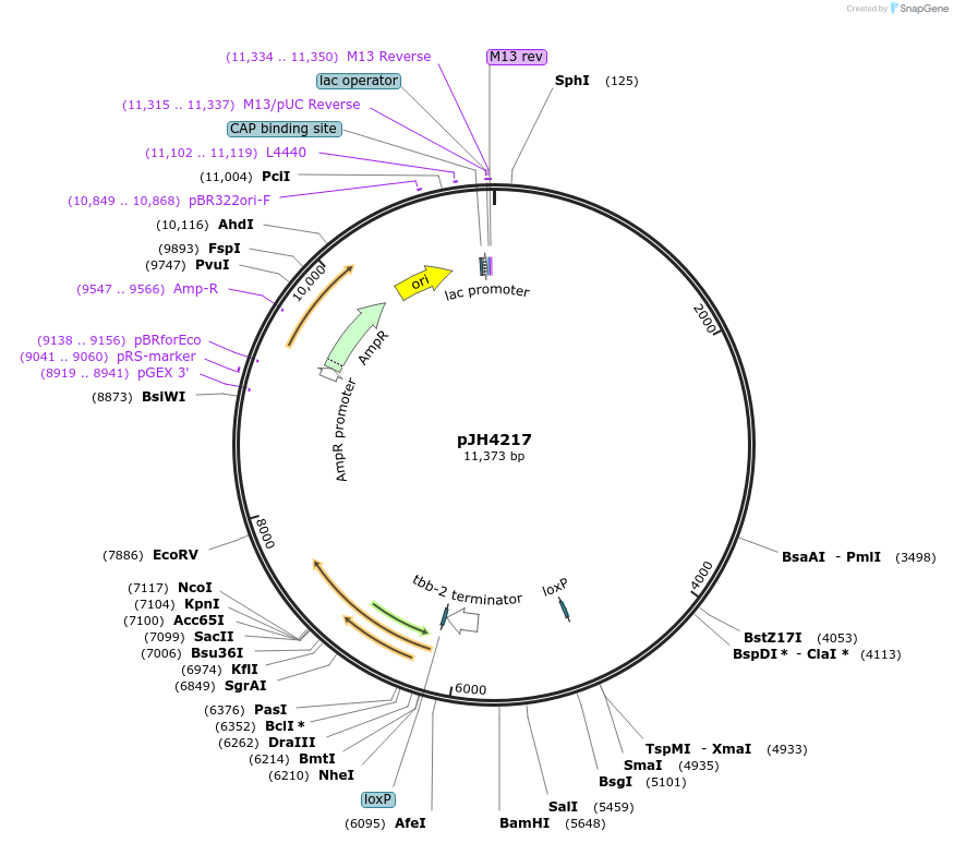 191533-plasmid-map-sequence-id-375280
