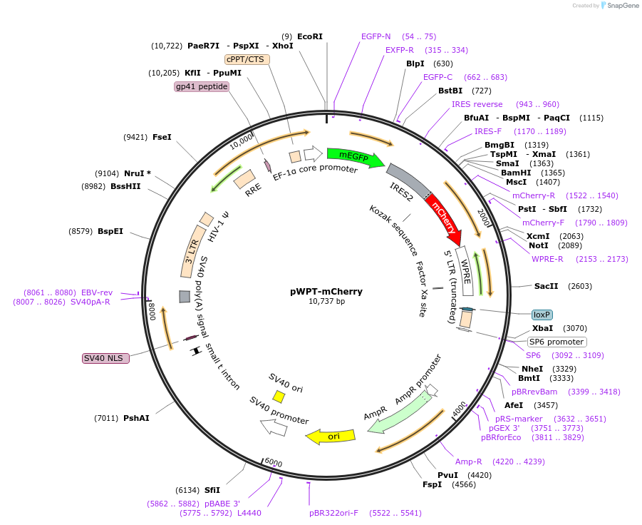 190605-plasmid-map-sequence-id-375282