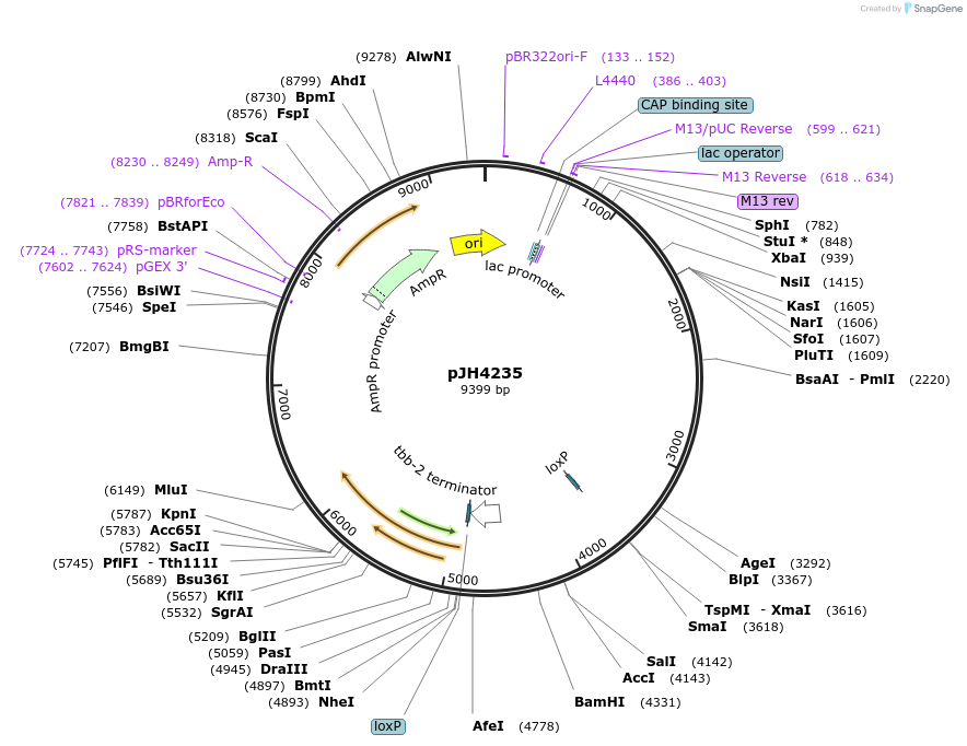 191534-plasmid-map-sequence-id-375283
