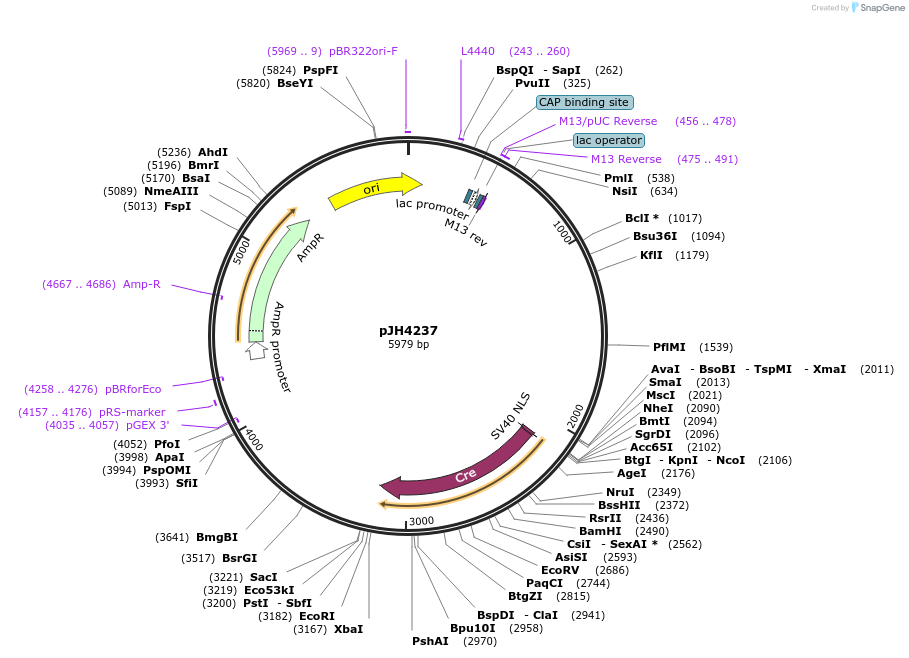 191538-plasmid-map-sequence-id-375285