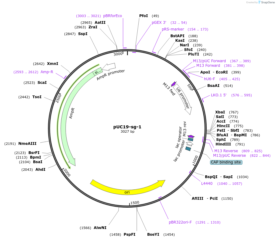 190607-plasmid-map-sequence-id-375286