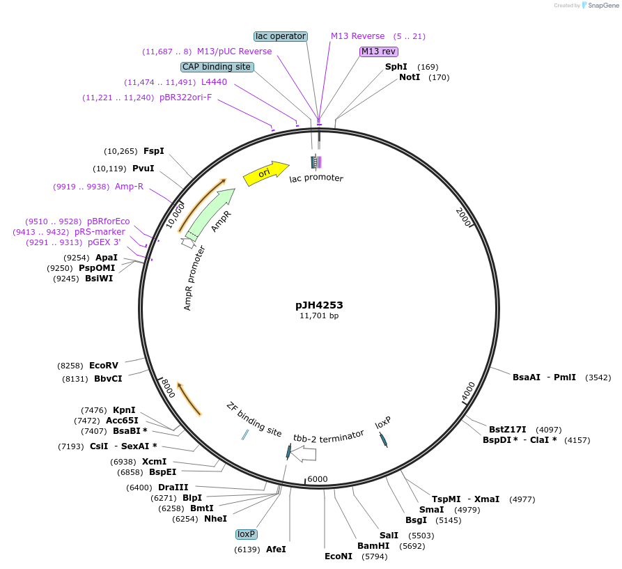 191539-plasmid-map-sequence-id-375287