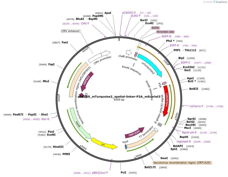 189752-plasmid-map-sequence-id-375290