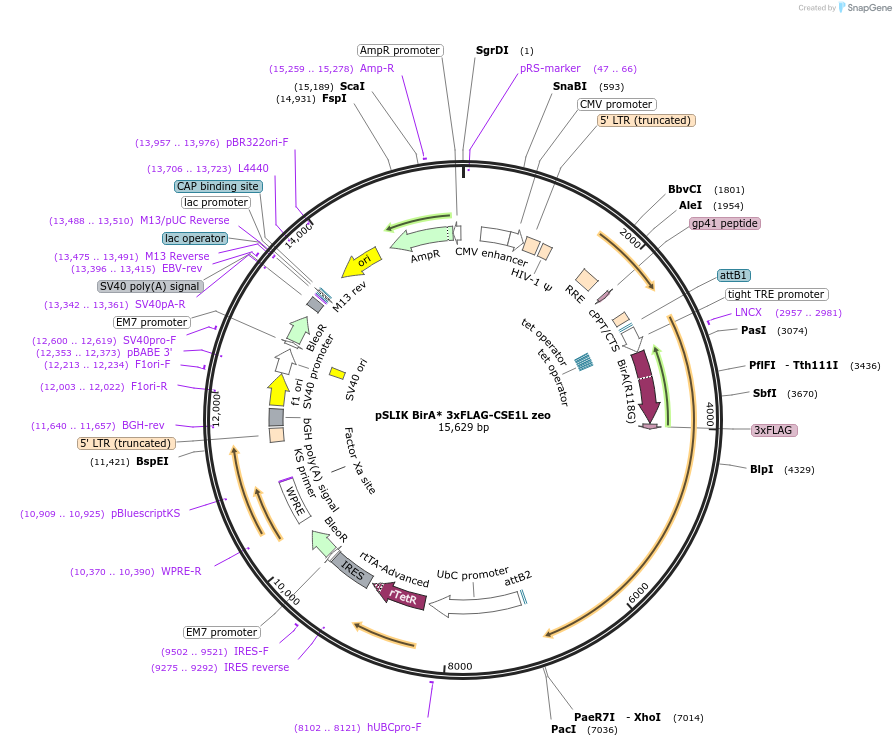 192334-plasmid-map-sequence-id-375298
