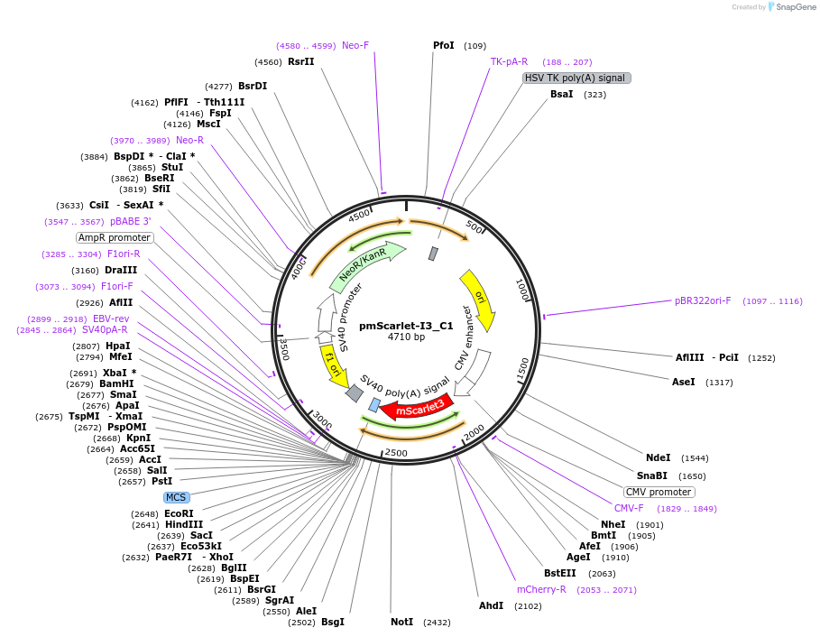 189756-plasmid-map-sequence-id-375299